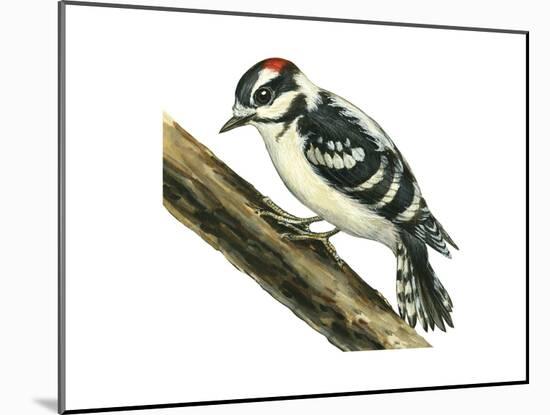 Downy Woodpecker (Dendrocopus Pubescens), Birds-Encyclopaedia Britannica-Mounted Poster