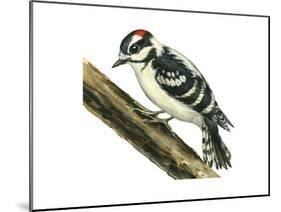 Downy Woodpecker (Dendrocopus Pubescens), Birds-Encyclopaedia Britannica-Mounted Poster