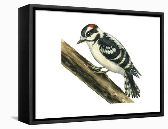 Downy Woodpecker (Dendrocopus Pubescens), Birds-Encyclopaedia Britannica-Framed Stretched Canvas