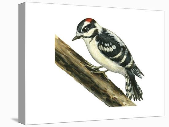 Downy Woodpecker (Dendrocopus Pubescens), Birds-Encyclopaedia Britannica-Stretched Canvas