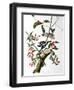 Downy Woodpecker, from "Birds of America"-John James Audubon-Framed Giclee Print