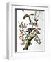 Downy Woodpecker, from "Birds of America"-John James Audubon-Framed Giclee Print