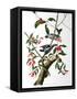 Downy Woodpecker, from "Birds of America"-John James Audubon-Framed Stretched Canvas