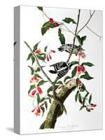 Downy Woodpecker, from "Birds of America"-John James Audubon-Stretched Canvas