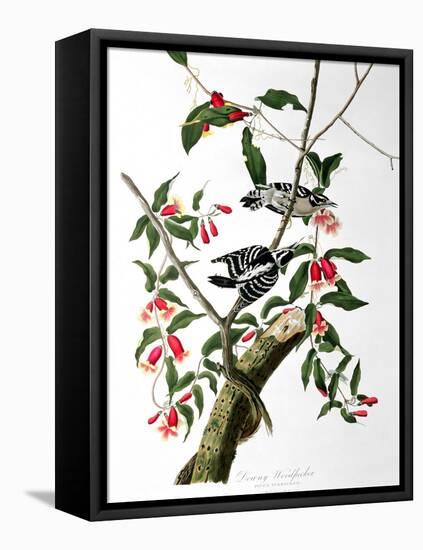 Downy Woodpecker, from "Birds of America"-John James Audubon-Framed Stretched Canvas