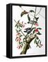 Downy Woodpecker, from "Birds of America"-John James Audubon-Framed Stretched Canvas