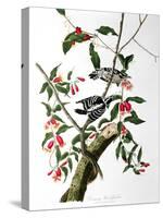 Downy Woodpecker, from "Birds of America"-John James Audubon-Stretched Canvas