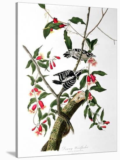 Downy Woodpecker, from "Birds of America"-John James Audubon-Stretched Canvas