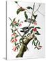 Downy Woodpecker, from "Birds of America"-John James Audubon-Stretched Canvas