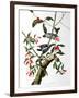 Downy Woodpecker, from "Birds of America"-John James Audubon-Framed Giclee Print