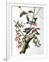 Downy Woodpecker, from "Birds of America"-John James Audubon-Framed Giclee Print