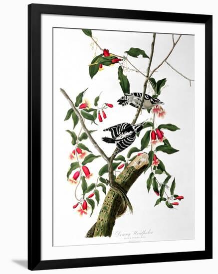 Downy Woodpecker, from "Birds of America"-John James Audubon-Framed Giclee Print