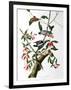 Downy Woodpecker, from "Birds of America"-John James Audubon-Framed Giclee Print