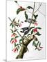 Downy Woodpecker, from "Birds of America"-John James Audubon-Mounted Giclee Print