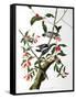 Downy Woodpecker, from "Birds of America"-John James Audubon-Framed Stretched Canvas