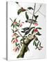 Downy Woodpecker, from "Birds of America"-John James Audubon-Stretched Canvas