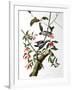 Downy Woodpecker, from "Birds of America"-John James Audubon-Framed Giclee Print