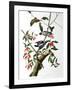 Downy Woodpecker, from "Birds of America"-John James Audubon-Framed Giclee Print