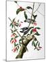 Downy Woodpecker, from "Birds of America"-John James Audubon-Mounted Giclee Print