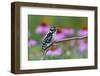 Downy Woodpecker Male Near Flower Garden, Marion, Illinois, Usa-Richard ans Susan Day-Framed Photographic Print