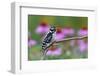 Downy Woodpecker Male Near Flower Garden, Marion, Illinois, Usa-Richard ans Susan Day-Framed Photographic Print