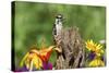 Downy Woodpecker Male on Snag , Marion, Illinois, Usa-Richard ans Susan Day-Stretched Canvas