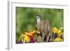 Downy Woodpecker Male on Snag , Marion, Illinois, Usa-Richard ans Susan Day-Framed Photographic Print
