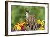 Downy Woodpecker Male on Snag , Marion, Illinois, Usa-Richard ans Susan Day-Framed Photographic Print