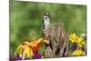 Downy Woodpecker Male on Snag , Marion, Illinois, Usa-Richard ans Susan Day-Mounted Photographic Print