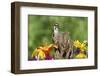 Downy Woodpecker Male on Snag , Marion, Illinois, Usa-Richard ans Susan Day-Framed Photographic Print