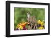 Downy Woodpecker Male on Snag , Marion, Illinois, Usa-Richard ans Susan Day-Framed Photographic Print