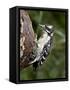 Downy Woodpecker (Picoides Pubescens), Wasilla, Alaska, United States of America, North America-null-Framed Stretched Canvas