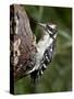 Downy Woodpecker (Picoides Pubescens), Wasilla, Alaska, United States of America, North America-null-Stretched Canvas