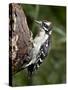 Downy Woodpecker (Picoides Pubescens), Wasilla, Alaska, United States of America, North America-null-Stretched Canvas