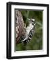 Downy Woodpecker (Picoides Pubescens), Wasilla, Alaska, United States of America, North America-null-Framed Photographic Print