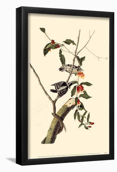 Downy Woodpecker-null-Framed Poster