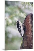 Downy Woodpecker-Gary Carter-Mounted Premium Photographic Print