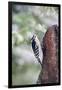 Downy Woodpecker-Gary Carter-Framed Premium Photographic Print