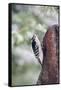 Downy Woodpecker-Gary Carter-Framed Stretched Canvas