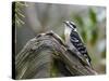 Downy Woodpecker-Gary Carter-Stretched Canvas