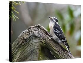 Downy Woodpecker-Gary Carter-Stretched Canvas