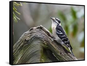 Downy Woodpecker-Gary Carter-Framed Stretched Canvas