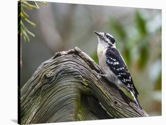 Downy Woodpecker-Gary Carter-Stretched Canvas