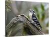 Downy Woodpecker-Gary Carter-Stretched Canvas