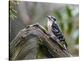 Downy Woodpecker-Gary Carter-Stretched Canvas