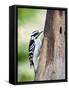 Downy Woodpecker-Gary Carter-Framed Stretched Canvas