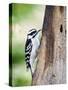 Downy Woodpecker-Gary Carter-Stretched Canvas