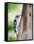 Downy Woodpecker-Gary Carter-Framed Stretched Canvas