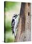 Downy Woodpecker-Gary Carter-Stretched Canvas