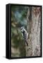 Downy Woodpecker-Gary Carter-Framed Stretched Canvas